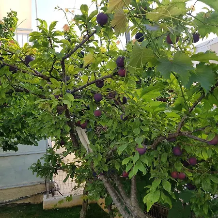 Dimitris Apartament Agios Georgios (Corfu)